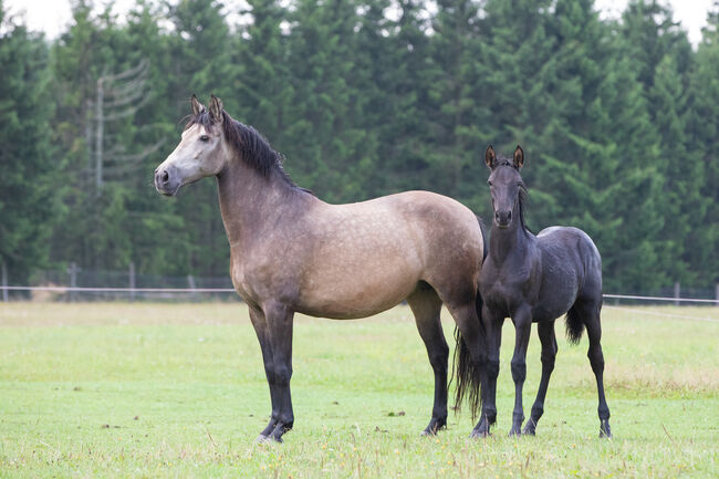 P.R.E Hengstfohlen, Nováková , Horses For Sale, Nova Bystrice , Image 4