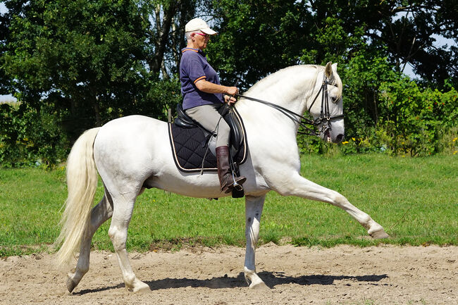 P.R.E. Hengst gekört 22 J. (Bohorquez) topfit u. kerngesund, Martina Vergo, Horses For Sale, Buchholz in der Nordheide, Image 11