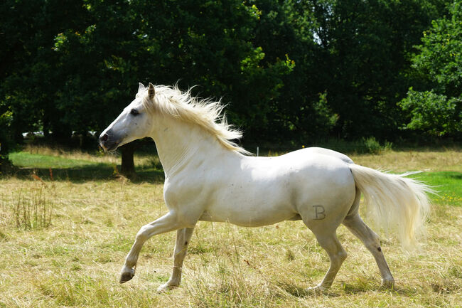 P.R.E. Hengst gekört 22 J. (Bohorquez) topfit u. kerngesund, Martina Vergo, Horses For Sale, Buchholz in der Nordheide, Image 13