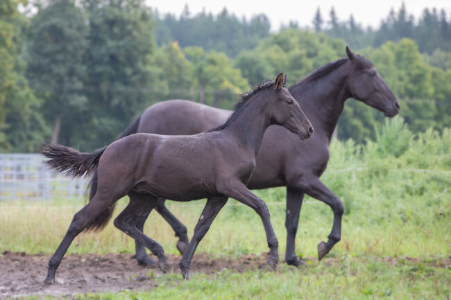 P.R.E Hengstfohlen, Nováková , Pferd kaufen, Nova Bystrice 