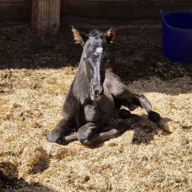 P.R.E. Hengst Fohlen, Alexandra , Horses For Sale, Hendelgraben