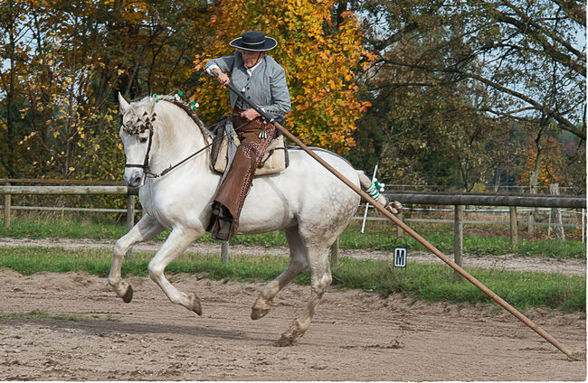 P.R.E. Hengst gekört 22 J. (Bohorquez) topfit u. kerngesund, Martina Vergo, Horses For Sale, Buchholz in der Nordheide, Image 2