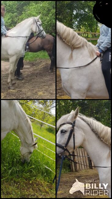 P.R.E. Stute gekört, Romero Benitez, Melanie Neudecker , Horses For Sale, Igersheim , Image 5