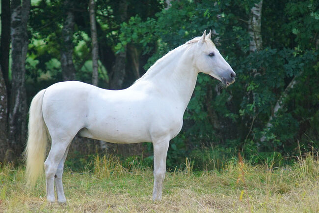 P.R.E. Hengst gekört 22 J. (Bohorquez) topfit u. kerngesund, Martina Vergo, Konie na sprzedaż, Buchholz in der Nordheide, Image 8