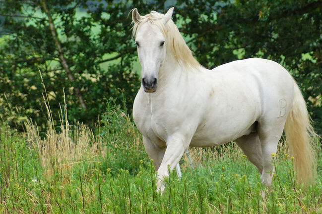 P.R.E. Hengst gekört 22 J. (Bohorquez) topfit u. kerngesund, Martina Vergo, Horses For Sale, Buchholz in der Nordheide, Image 12