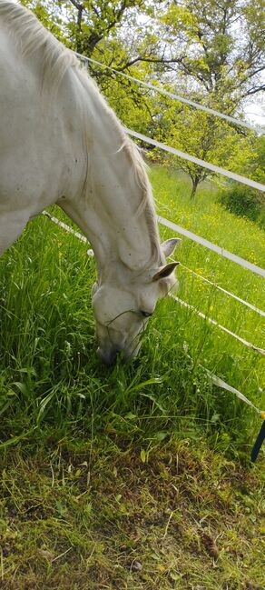 P.R.E. Stute gekört, Romero Benitez, Melanie Neudecker , Horses For Sale, Igersheim , Image 3