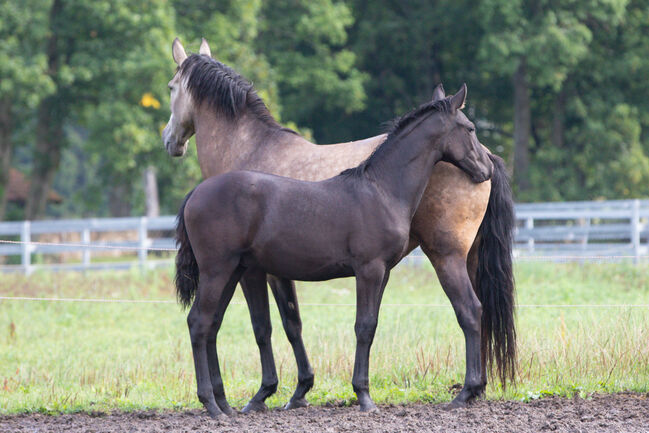 P.R.E Hengstfohlen, Nováková , Horses For Sale, Nova Bystrice , Image 5