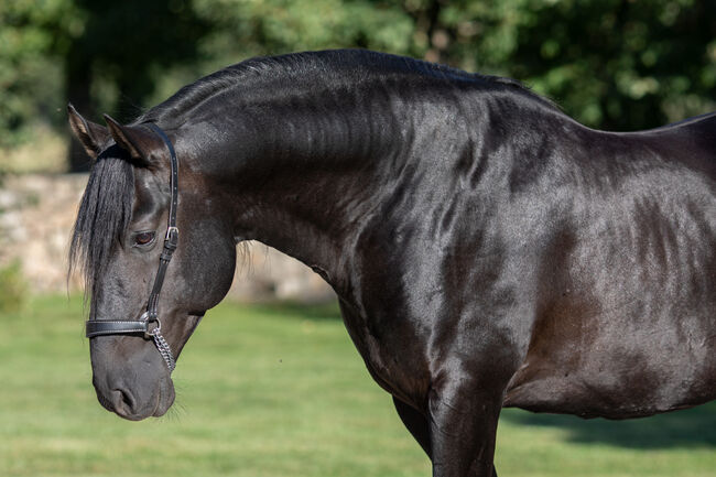 P.R.E Hengstfohlen, Nováková , Horses For Sale, Nova Bystrice , Image 3