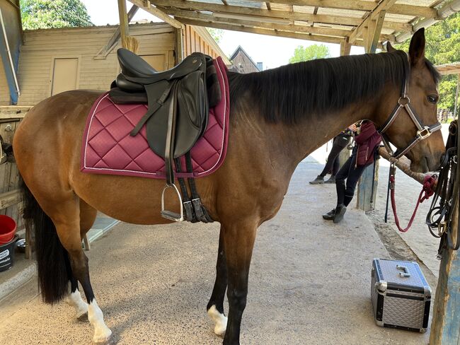 Horse and Passion Dressursattel, Horse and Passion (Kiefer) Horse and Passion Dressursattel Passion Two, Lisa , Dressage Saddle, Dornburg