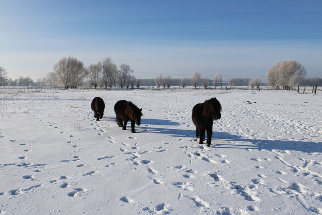 Gespann - 2 Stuten - eingefahren, Familie, Horses For Sale, Rahden