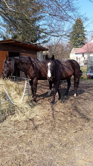 Pferd "Hestia" Polnisches Halbblut, Paul, Horses For Sale, Seefeld-Kadolz, Image 3