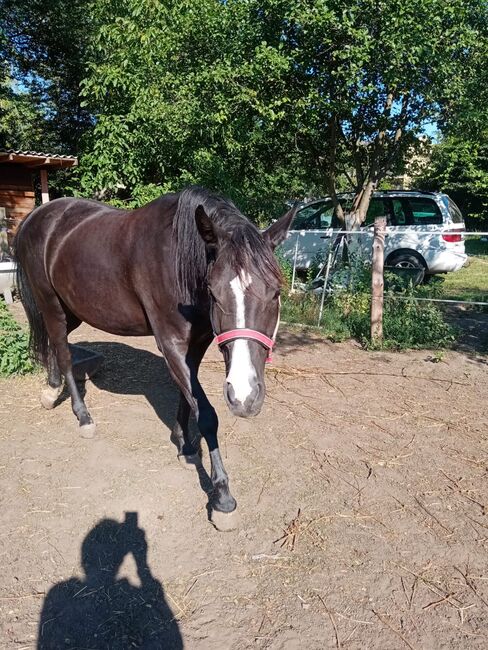 Pferd "Hestia" Polnisches Halbblut, Paul, Horses For Sale, Seefeld-Kadolz