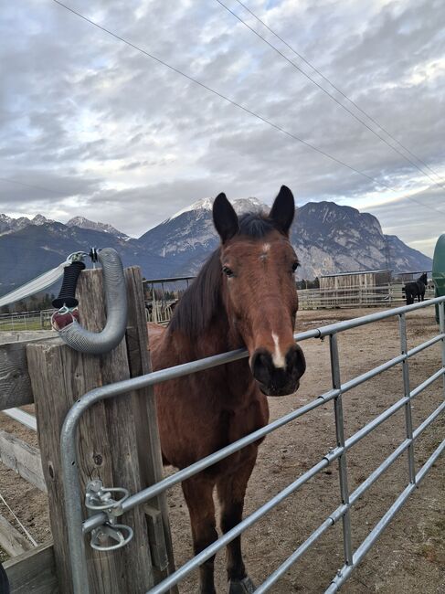 Pferd Wallach, Monika , Horses For Sale, Unterperfuss, Image 4