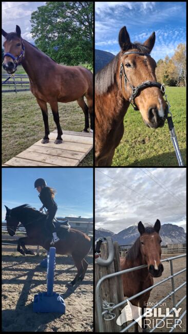 Pferd Wallach, Monika , Horses For Sale, Unterperfuss, Image 8