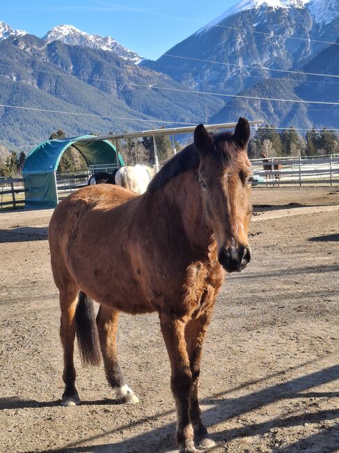 Pferd Wallach, Monika , Horses For Sale, Unterperfuss, Image 6
