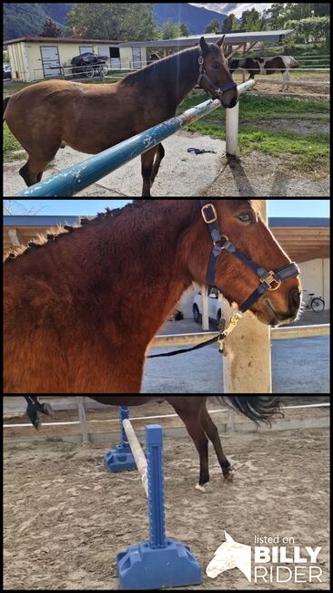 Pferd Wallach, Monika , Horses For Sale, Unterperfuss, Image 4