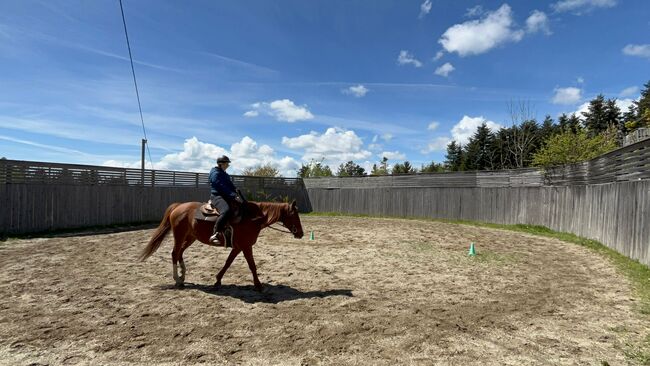 Verkaufspferd, Vanessa , Horses For Sale, Lehen