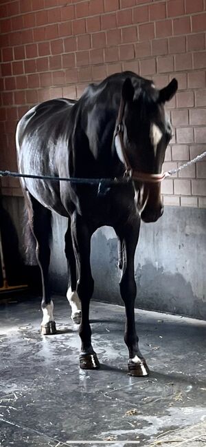 pferd zu verkaufen, Rasa, Horses For Sale, Gelsenkirchen 