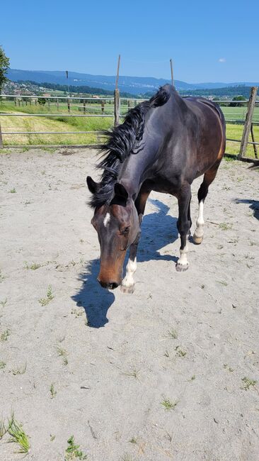 Pferd zu Verkaufen, Regula, Horses For Sale, Wahlendorf