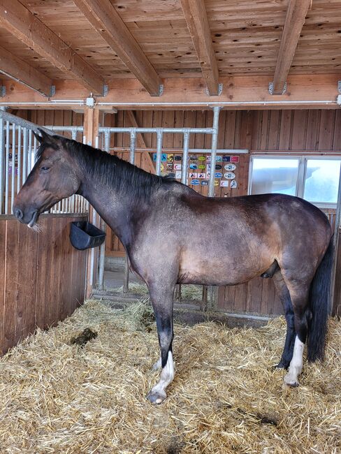 Pferd zu Verkaufen, Regula, Horses For Sale, Wahlendorf, Image 5