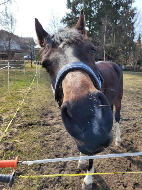 Pferd zu Verkaufen, Regula, Horses For Sale, Wahlendorf, Image 7