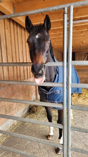 Pferd zu Verkaufen, Regula, Horses For Sale, Wahlendorf, Image 6