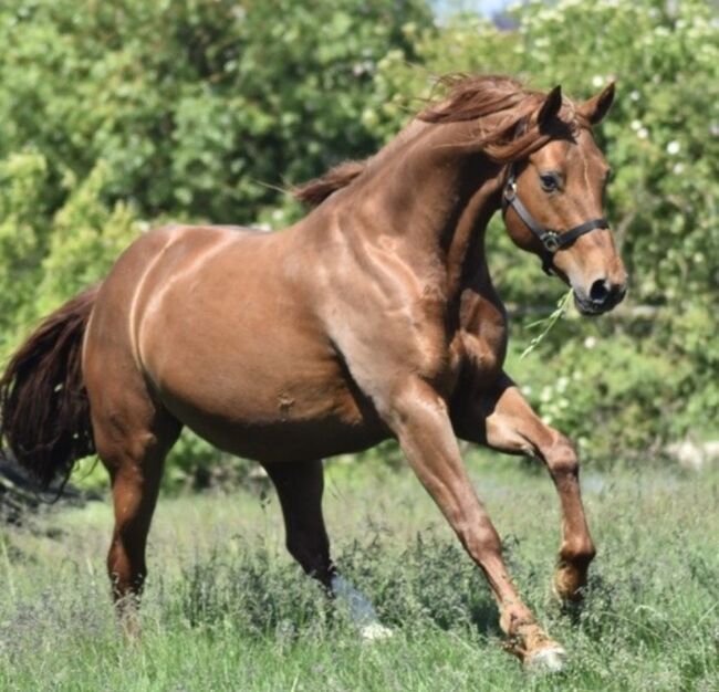 Pferd zur Verfügung, Lena, Horse Sharing, Flörsheim am Main