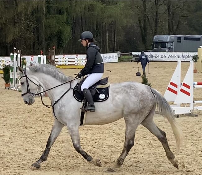 Herzenspferd sucht Bestplatz, Beate Reutz-Lemmerer, Horses For Sale, Satteins, Image 4