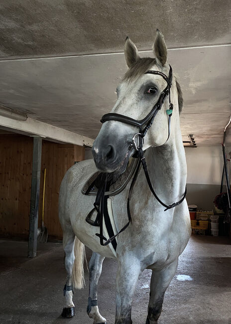 Herzenspferd sucht Bestplatz, Beate Reutz-Lemmerer, Horses For Sale, Satteins, Image 3