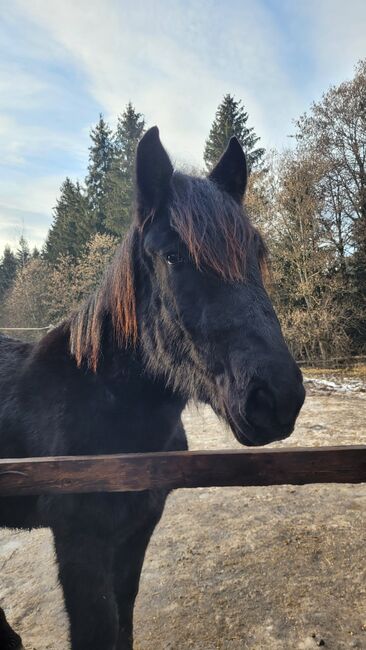 Herzenspferd sucht Herzensmenschen, Sarah, Horses For Sale, Eberstein, Image 5