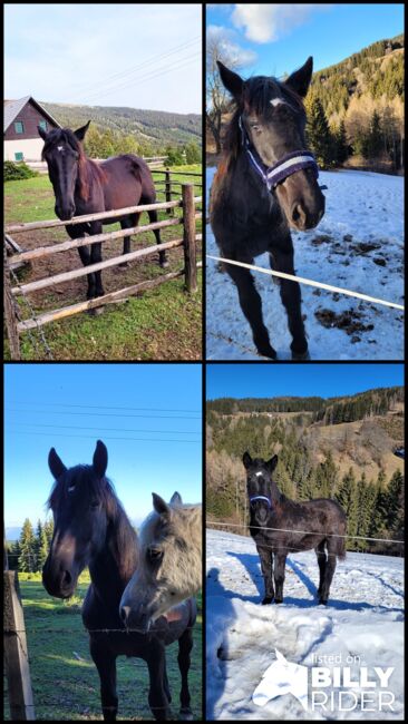 Herzenspferd sucht Herzensmenschen, Sarah, Horses For Sale, Eberstein, Image 9