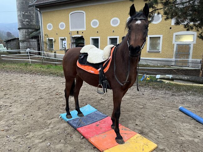 Herzenspferd sucht neue Familie, Steffi van Chi, Horses For Sale, Obertrum am See, Image 4