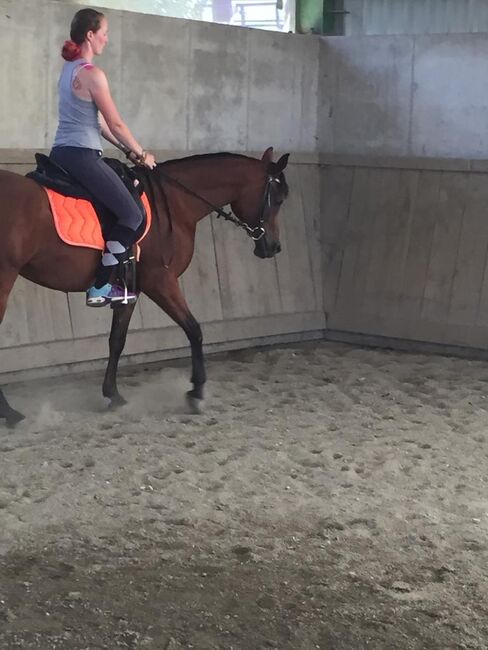 Herzenspferd sucht neue Familie, Steffi van Chi, Horses For Sale, Obertrum am See, Image 11