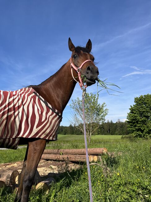 Herzenspferd sucht neue Familie, Steffi van Chi, Horses For Sale, Obertrum am See, Image 5