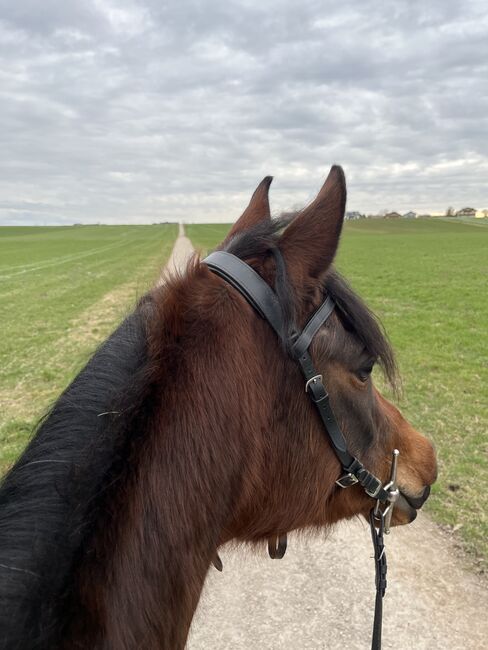 Herzenspferd sucht neue Familie, Steffi van Chi, Horses For Sale, Obertrum am See, Image 6