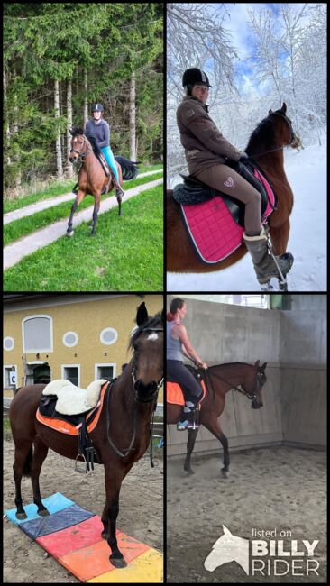 Herzenspferd sucht neue Familie, Steffi van Chi, Horses For Sale, Obertrum am See, Image 12