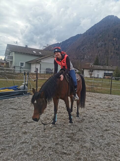 Herzenspferd sucht neue Familie, Steffi van Chi, Horses For Sale, Obertrum am See, Image 3