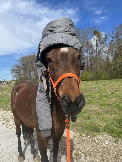 Herzenspferd sucht neue Familie, Steffi van Chi, Horses For Sale, Obertrum am See, Image 9