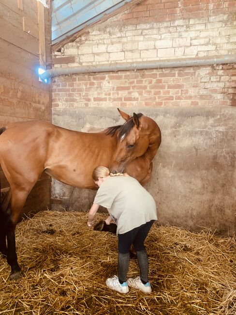 Pferd sucht Reiter, Katharina, Horses For Sale, Bad Oeynhausen