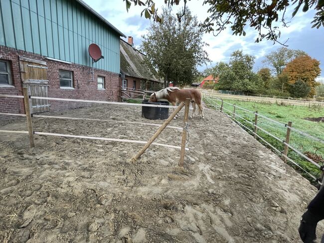 Pferde Box / Offenstall , pferdeweide, Karen Peters, Horse & Stable Mats, Rantrum, Image 8