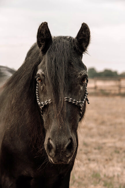 Biete Pferdefotografie, Emely , Horse photography, Billerbeck, Image 12