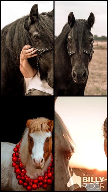 Biete Pferdefotografie, Emely , Horse photography, Billerbeck, Image 17