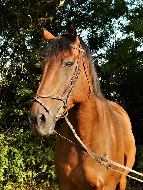 Pferdefotografie / Fotoshooting Pferd & Reiter, Coeur de León - Pferdefotografie C&S (Coeur de León - Pferdefotografie C & S), Horse photography, Bad Wörishofen, Image 15