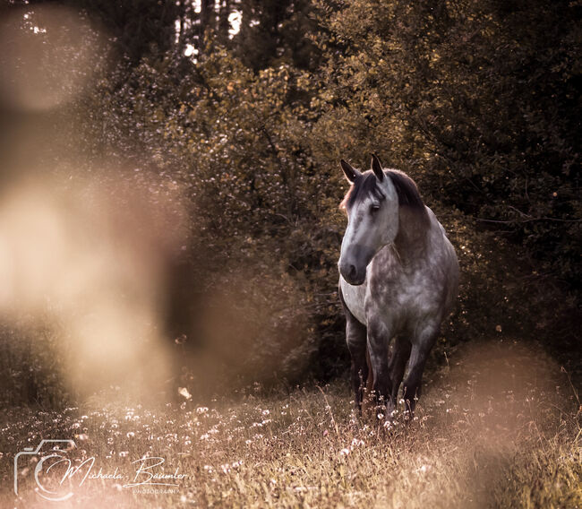 Pferdefotografie, Michaela, Horse photography, Todtenweis, Image 2