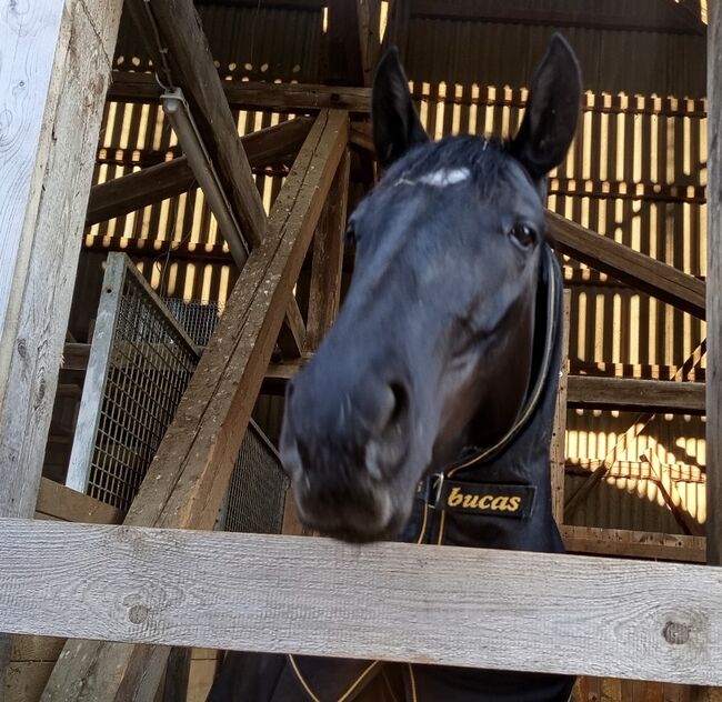 Reitbeteiligung an Jungpferd, Anne leister , Horses For Sale, Bayern 