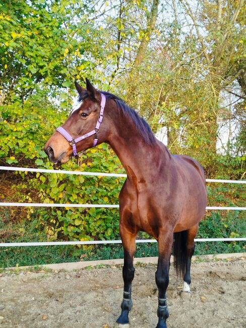 Vergebe Reitbeteiligung an Oldenburger Stute, Isabell , Horse Sharing, Schmallenberg, Image 2