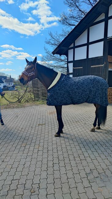 Vergebe Reitbeteiligung an Oldenburger Stute, Isabell , Horse Sharing, Schmallenberg, Image 6