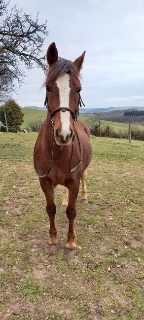 Reit u.Fahrpferd, Silke Laub, Horses For Sale, Relsberg, Image 5