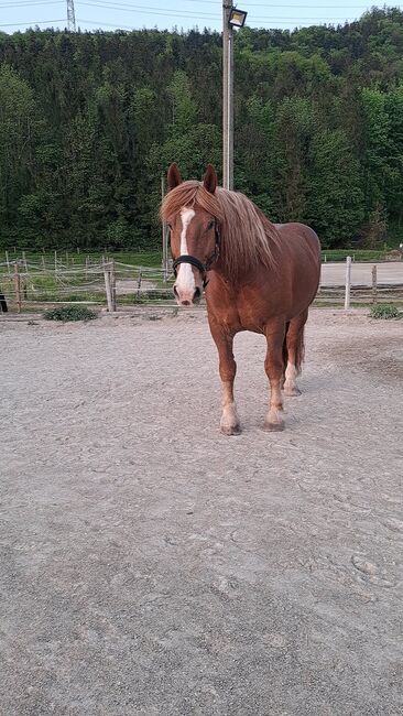Reit- und/oder Pflegebeteiligung für Norikerwallach, Lea K, Horse Sharing, Hallein, Image 2