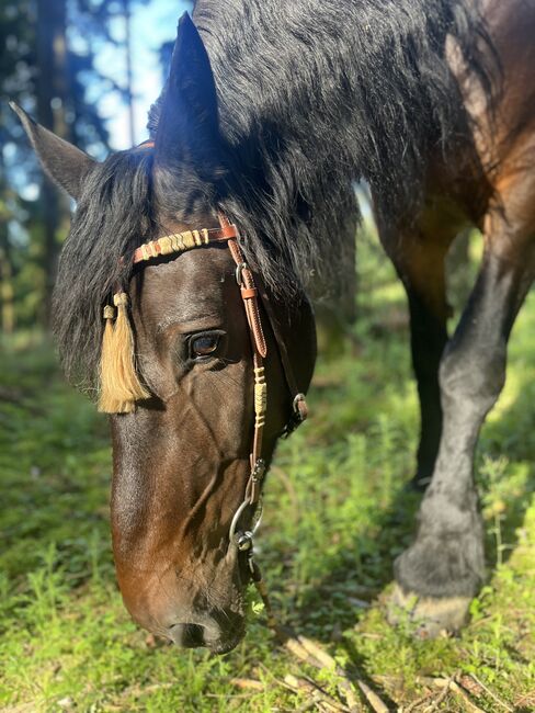 Reitbeteiligung, Julia Aichinger, Horse Sharing, Gunskirchen, Image 3